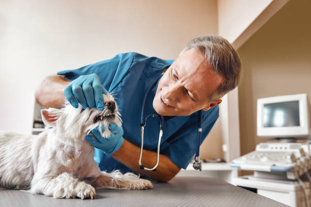 Best Emergency Dental Surgery in Lake Marcel Stillter, WA